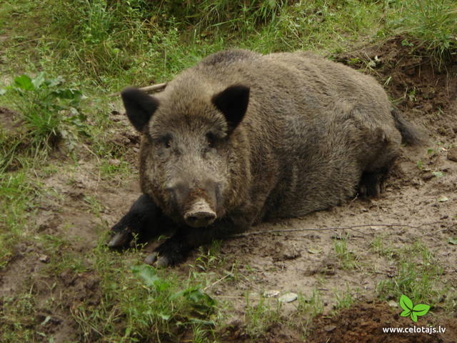Wild boar.JPG
